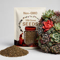 Rare succulent seeds, Echeveria Koukihime, 10 seeds [SEEDS ONLY]